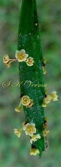  Cladode with Male flowers